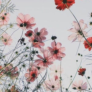 Meet your Posher, Ava